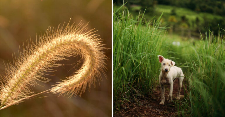 What Texas Dog Owners Should Know About Sandburs And Grass Awns