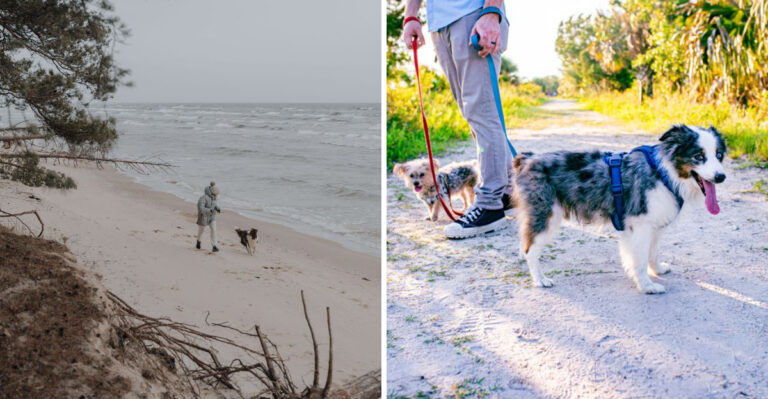 How Marshes, Mosquitoes, And Ticks Change Dog Walks In Coastal Delaware
