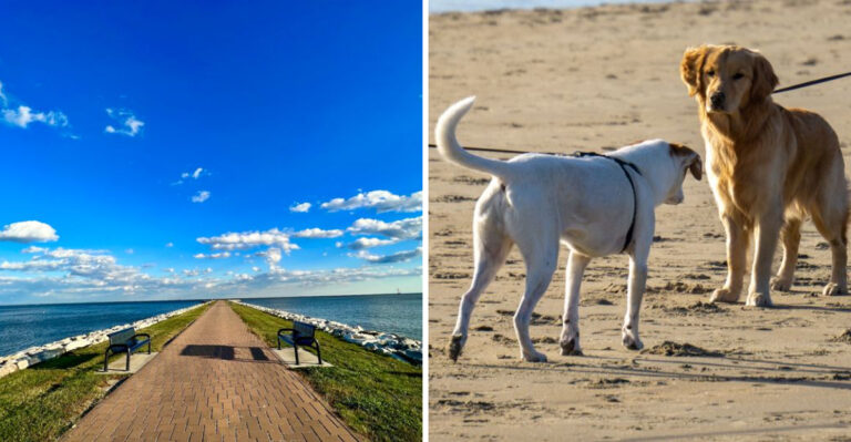 What Maryland State Park And Beach Rules Mean For Dog Owners