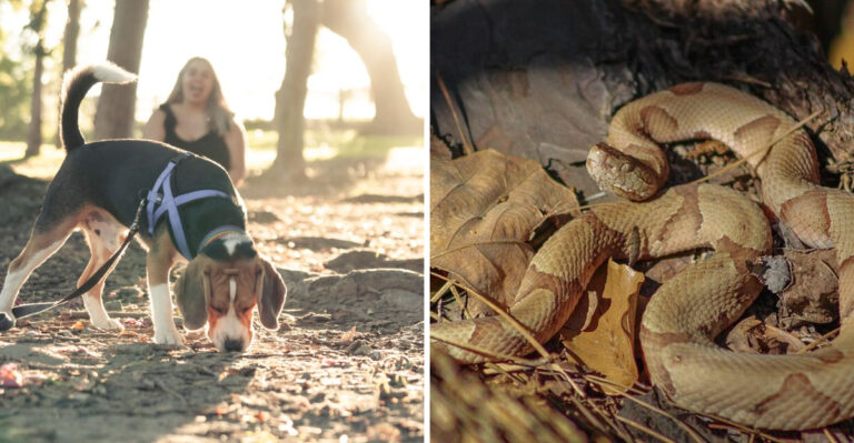 What To Do If A Copperhead Appears Near Your Dog In North Carolina