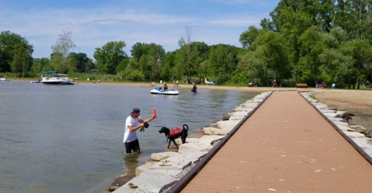 15 Dog-Friendly Swimming Holes in Michigan for Summer