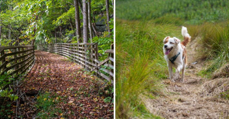 Why Tick Checks Matter After West Virginia Forest Hikes With Your Dog