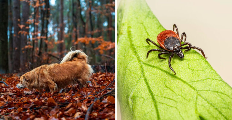 What Virginia Dog Owners Should Know About Ticks, Wildlife, And Long Trail Days