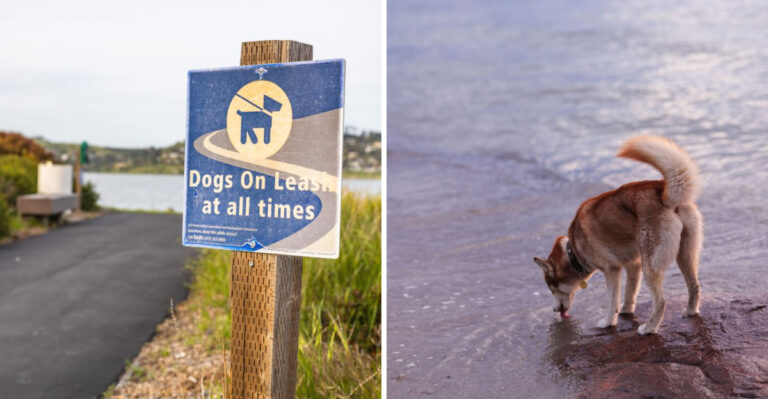 What Maryland Dog Owners Should Know Before Letting Dogs Swim In The Chesapeake Bay