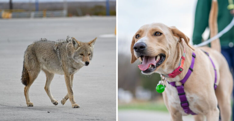 How To Handle A Coyote Sighting In Your Texas Yard
