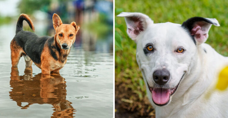 15 Things That Shock New Dog Owners in Florida