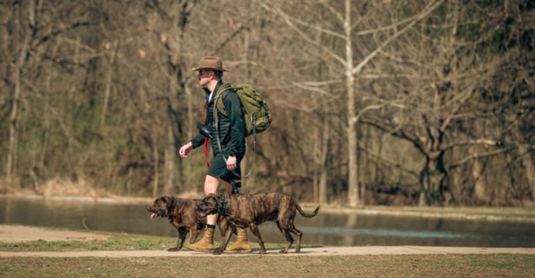 What To Know Before Taking Your Dog To New River Gorge In West Virginia