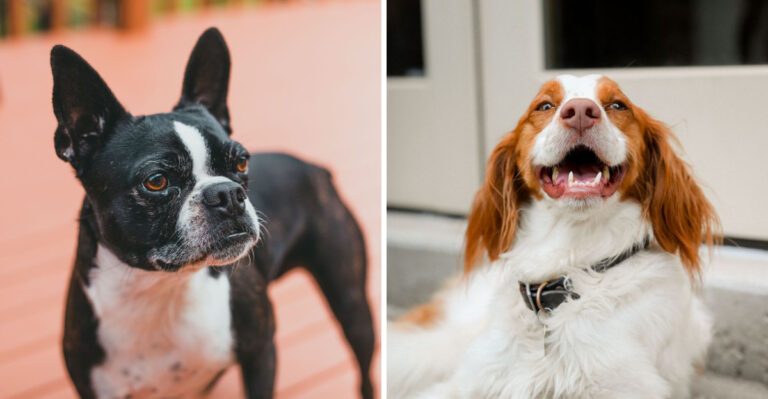 15 Best Family Dogs For Life In Texas