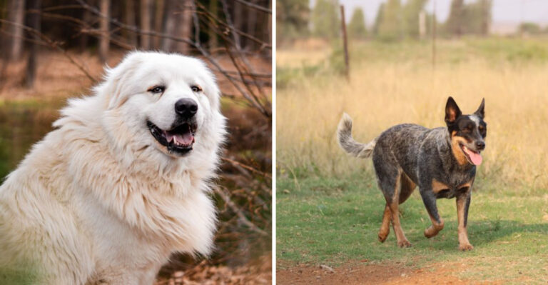 17 Dog Breeds Suited To Nebraska Farms And Wide-Open Properties