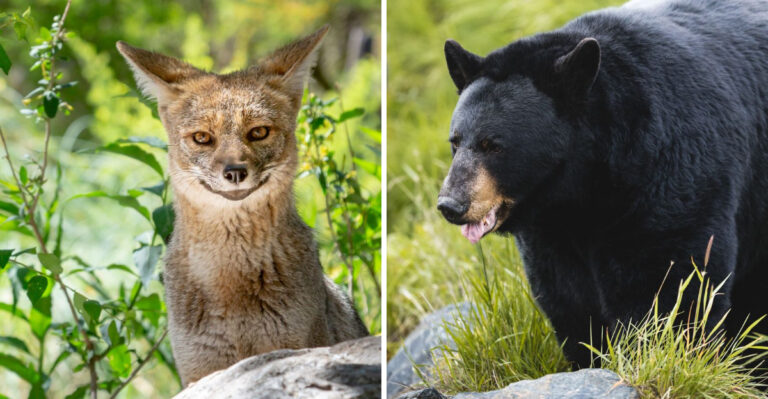 Wildlife That Can Pose a Danger to Dogs in Arizona