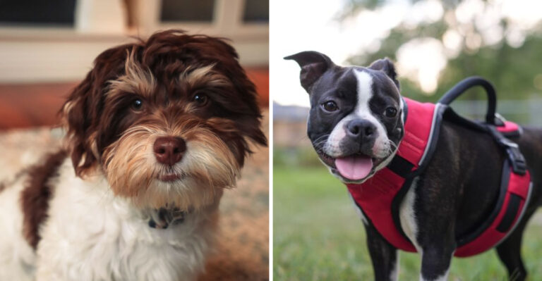 15 Best Dogs For First-Time Owners In Ohio