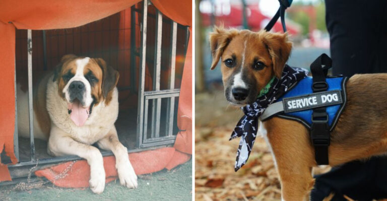 15 California Dog Laws Many Owners Don’t Realize Exist