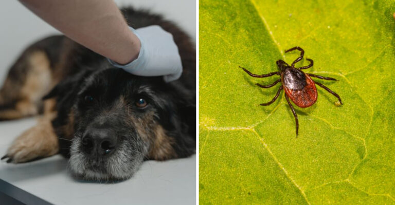 15 Tick and Mosquito Risks Every North Carolina Dog Owner Should Know