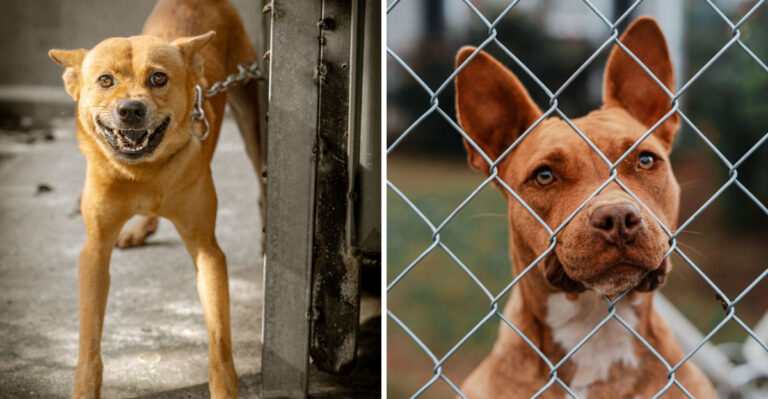 Where Georgia Law Stands When Another Dog Bites Yours