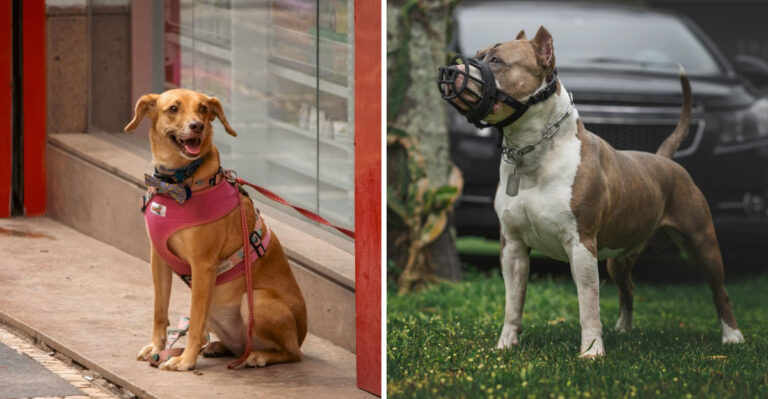 15 Washington Dog Laws That Surprise First-Time Owners