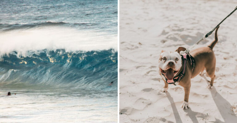 What Dog Owners Should Know Before Letting Dogs Swim In Hawaii’s Strong Surf