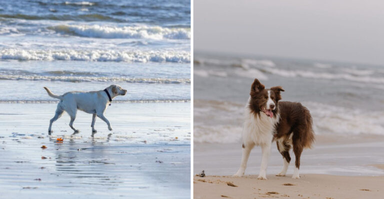 15 South Carolina Beaches Where Tails Never Stop Wagging