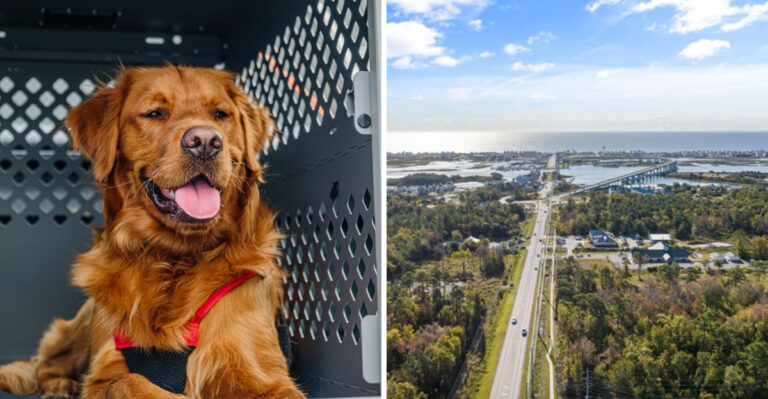 How Hurricane Evacuation Planning Changes For Dog Owners Along The South Carolina Coast