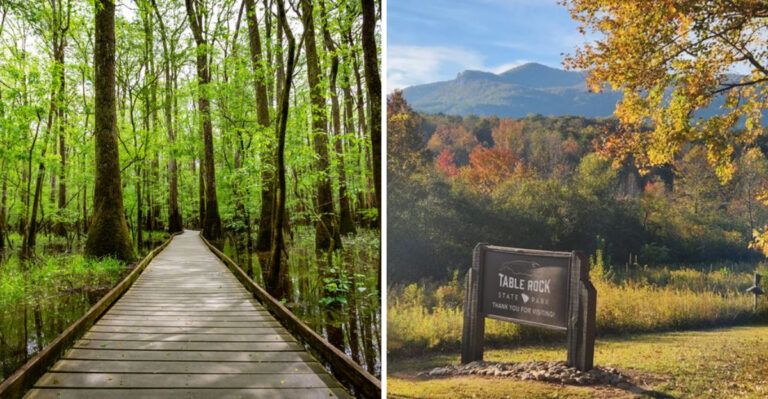 16 South Carolina Outdoor Escapes For Dogs That Love Woods, Water, And Open Space