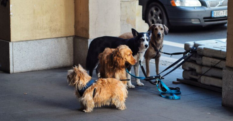 What Texas Law Says About How Many Dogs You Can Own