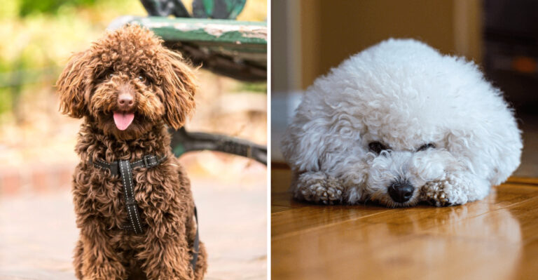 15 Apartment-Friendly Dog Breeds For Boston’s Smaller Spaces In Massachusetts