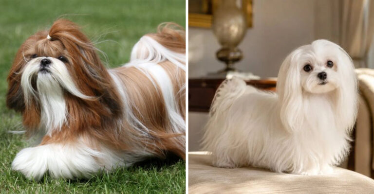 15 Low-Shedding Dog Breeds Great for Pennsylvania Homes