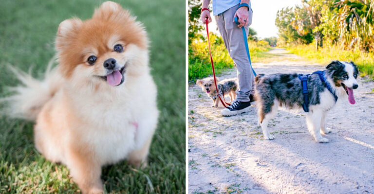 15 Florida Dog Laws Most People Have Never Heard Of