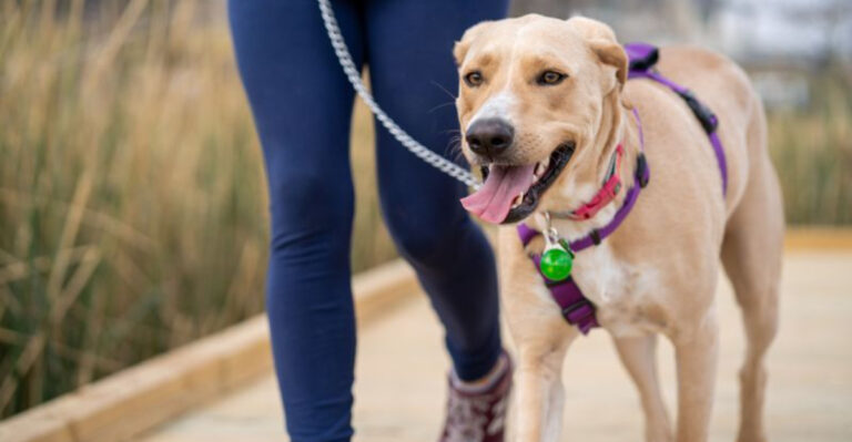 What to Know Before Letting Your Dog Off-Leash in Washington