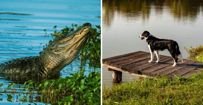 What To Do If Your Florida Dog Gets Too Close To Water’s Edge