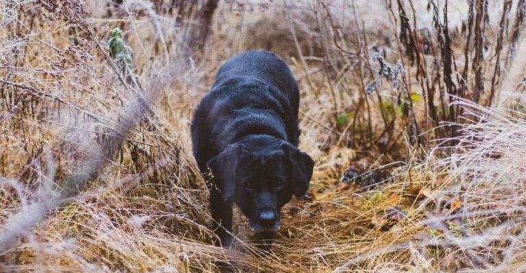 What New Mexico Dog Owners Should Know About Grass Awns And Burrs