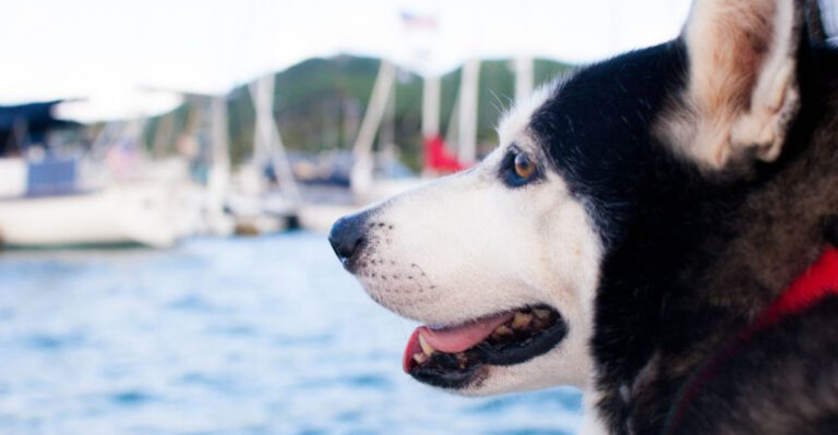 What To Plan Before Taking Your Dog On A Washington State Ferry