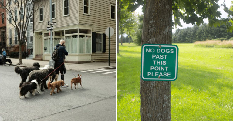 15 Things That Surprise New Dog Owners in New York