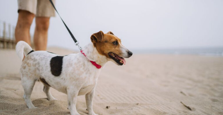 What South Carolina Dog Owners Should Know About Seasonal Rules In Beach Towns