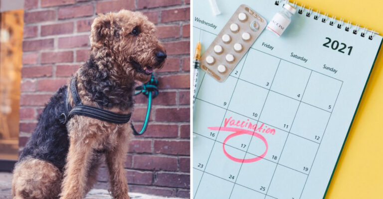 20 Illinois Dog Laws That Aren’t As Well Known As They Should Be