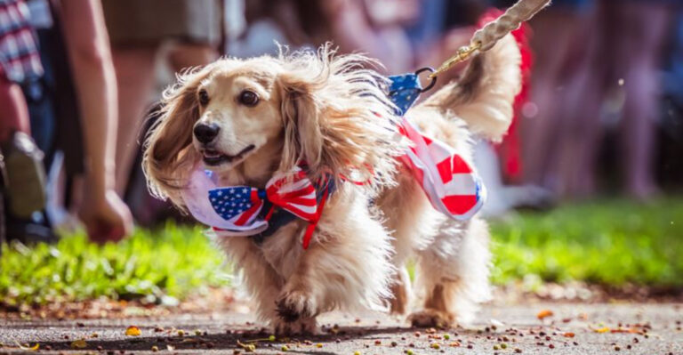 15 Fourth of July Safety Tips to Keep Your Dog Calm and Safe