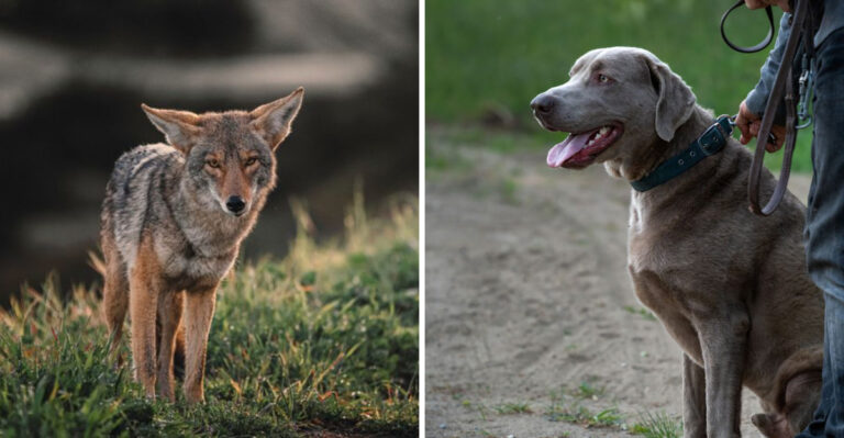 What To Do If A Coyote Approaches Your Dog In California (And What You Shouldn’t)