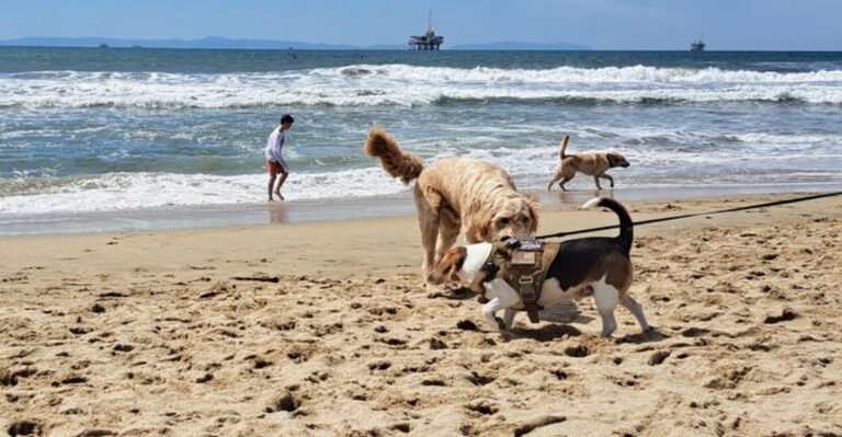 20 California Places Every Dog Dreams of Visiting