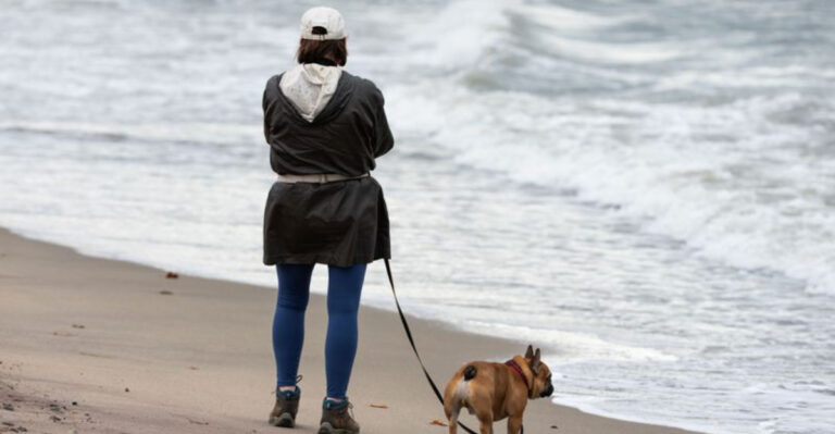 What Rhode Island Dog Owners Should Know About Seasonal Beach Restrictions