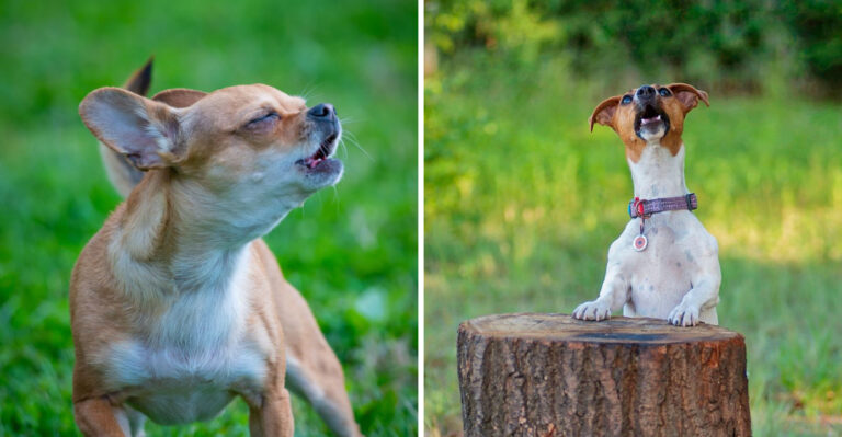 What Virginia Law Says About a Constantly Barking Dog Next Door