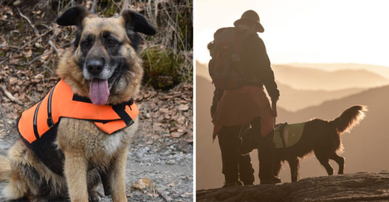 How Deer Hunting Season Changes Trail Etiquette For Wisconsin Dog Owners