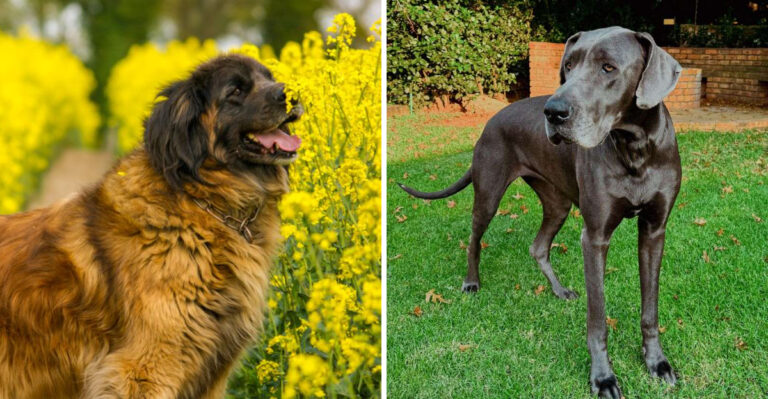 15 Big Dog Breeds That Love Wide-Open Texas Spaces