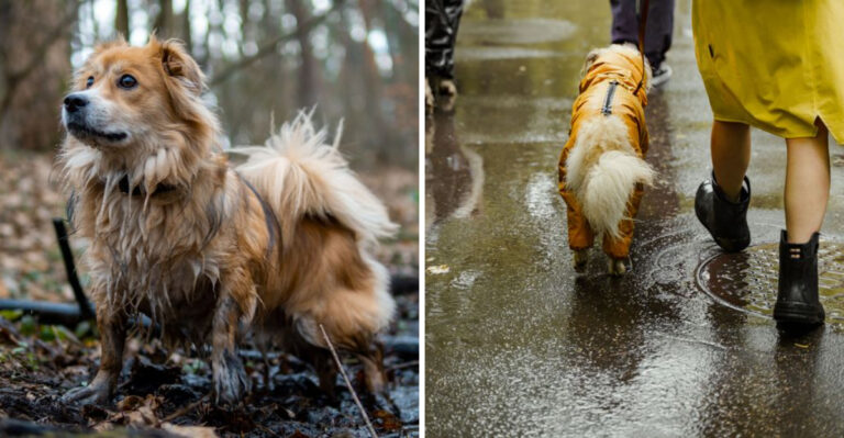 What Ohio Dog Owners Should Know About Ticks, Mud Season, And Rapid Weather Changes