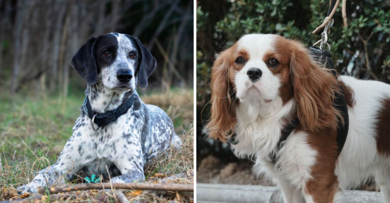 20 Dog Breeds That Fit Tennessee’s Rural, Suburban, And Outdoor Lifestyles