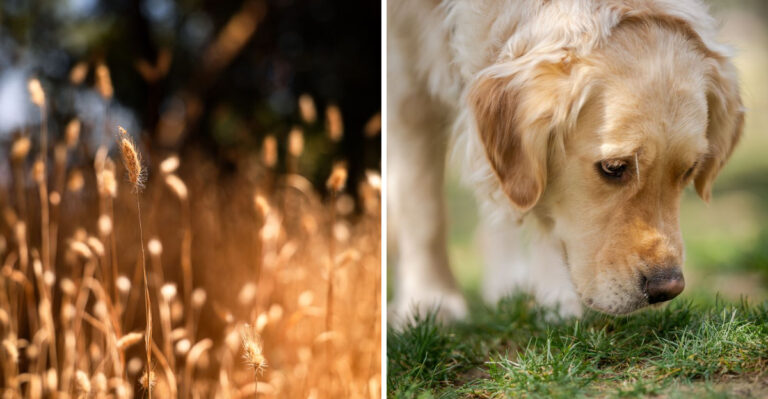 What California Dog Owners Should Know About Foxtail Grass in Summer