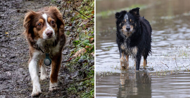 What Louisiana Dog Owners Should Know After Flooding And Heavy Rain