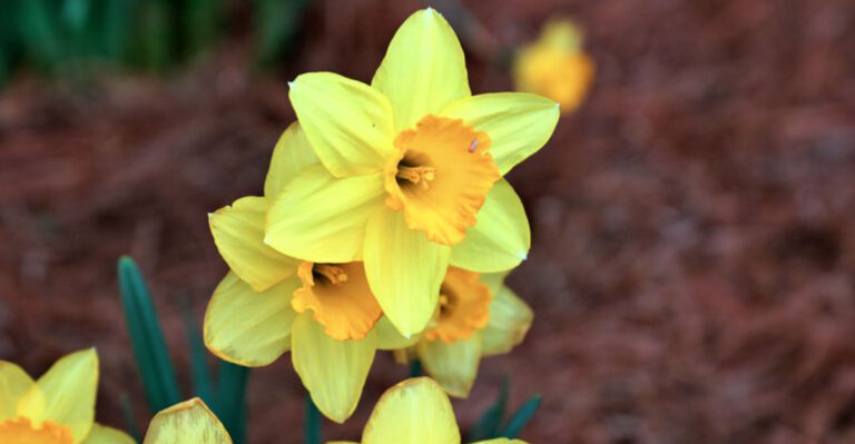 15 Toxic Plants for Dogs Growing in Texas Gardens