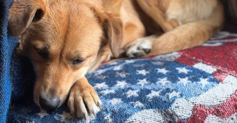 15 Things To Know Before Booking An Iowa State Park Cabin Or Yurt With Your Dog