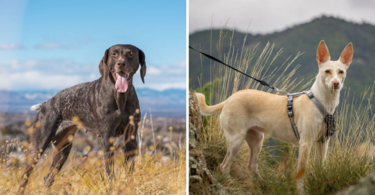 12 Dog Breeds That Make Sense For Arizona’s Dry Climate And Indoor-Outdoor Lifestyle