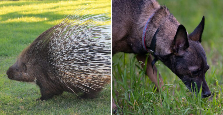 What Montana Dog Owners Should Know About Porcupines On Rural Properties