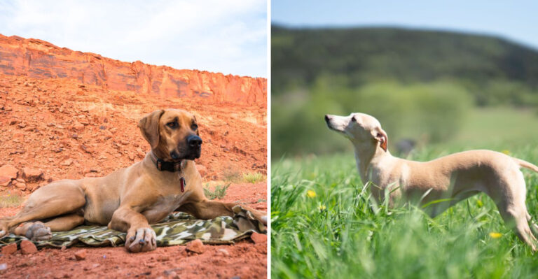 15 Dog Breeds That Thrive In California’s Climate